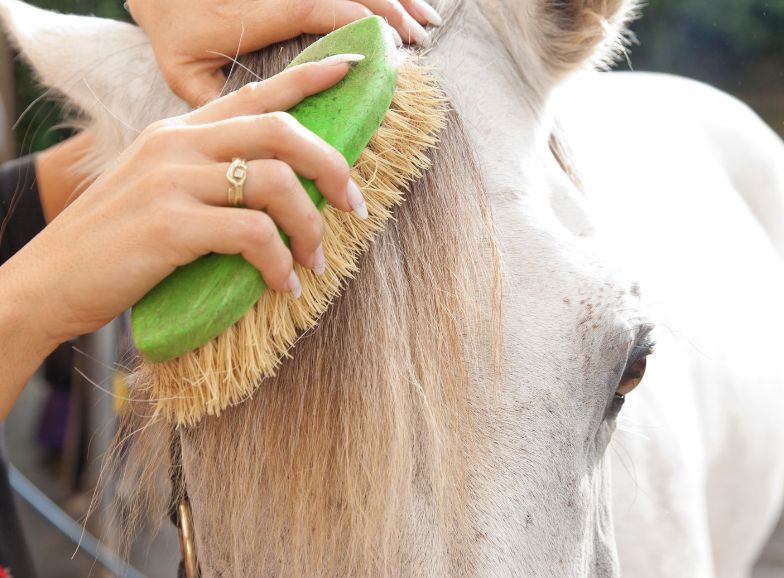 definition coup de froid cheval 